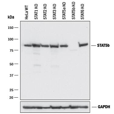 Western Blot Shows Human STAT5b Antibody Specificity by Using Knockout Cell Lines.