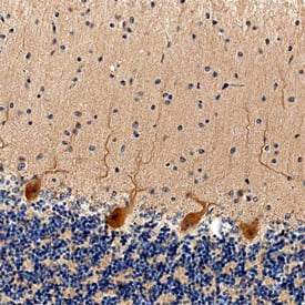 STIM1 antibody in Human Brain by Immunohistochemistry (IHC-P).