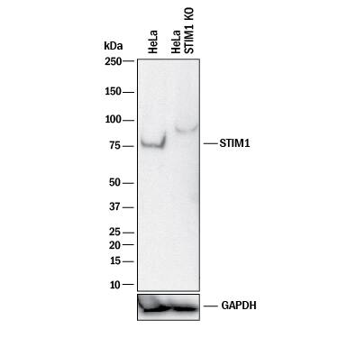 Western Blot Shows Human STIM1 Antibody Specificity by Using Knockout Cell Line.