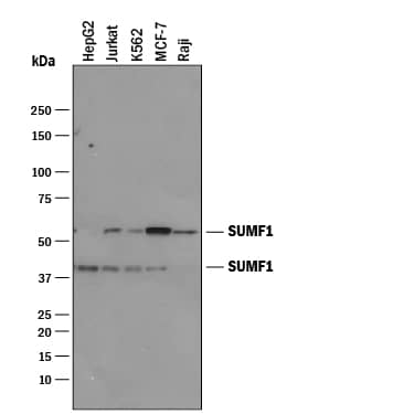 Detection of Human Sulfatase Modifying Factor 1/SUMF1 antibody by Western Blot.