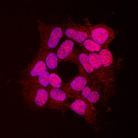 SUMO3 antibody in HEK293 Human Cell Line by Immunocytochemistry (ICC).