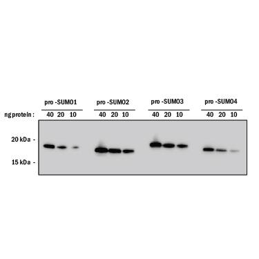 Detection of Human SUMO antibody by Western Blot.
