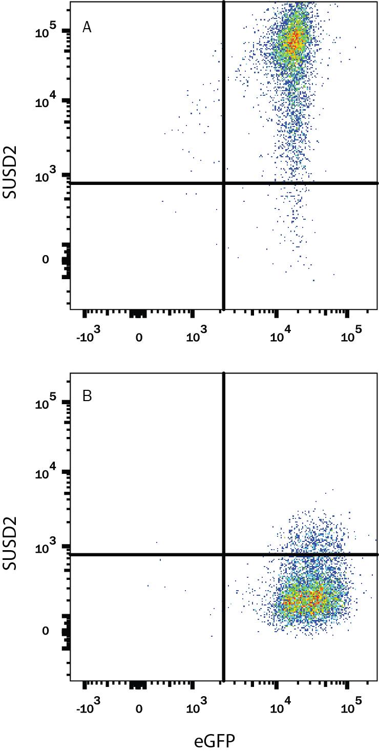 Detection of SUSD2 antibody in HEK293 Human Cell Line Transfected with Human SUSD2 and eGFP antibody by Flow Cytometry.