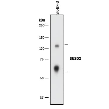 Detection of Human SUSD2 antibody by Western Blot.