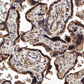 SVEP1 antibody in Human Placenta by Immunohistochemistry (IHC-P).