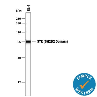 Detection of Mouse SYK antibody by Simple WesternTM.