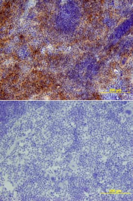 Sca-1/Ly6 antibody in Mouse Thymus by Immunohistochemistry (IHC-Fr).
