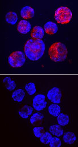 Semaphorin 3B antibody in NS0 Mouse Cell Line by Immunocytochemistry (ICC).