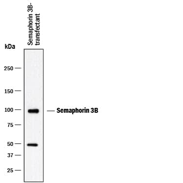 Detection of Mouse Semaphorin 3B antibody by Western Blot.