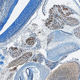 Semaphorin 3C antibody in Mouse Embryo by Immunohistochemistry (IHC-Fr).