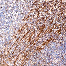 Semaphorin 3F antibody in Mouse Brain by Immunohistochemistry (IHC-Fr).