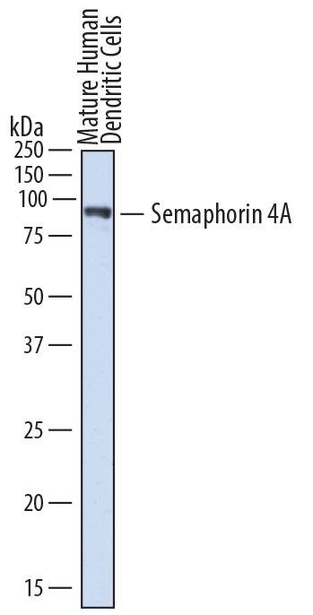 Detection of Human Semaphorin 4A antibody by Western Blot.