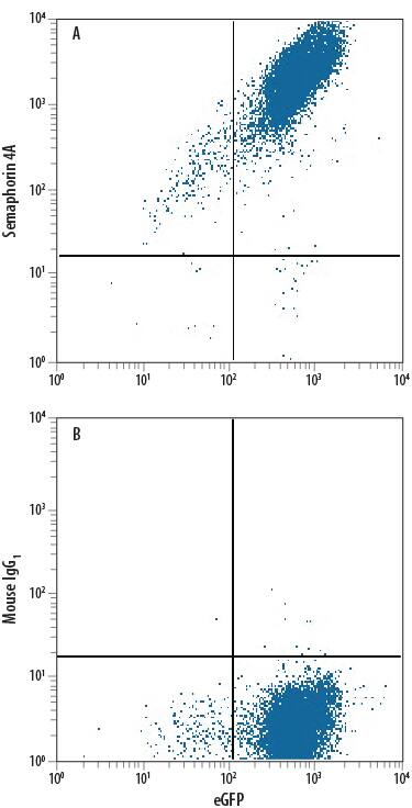 Detection of Semaphorin 4A antibody in HEK293 Human Cell Line Transfected with Human Semaphorin 4A and eGFP antibody by Flow Cytometry.