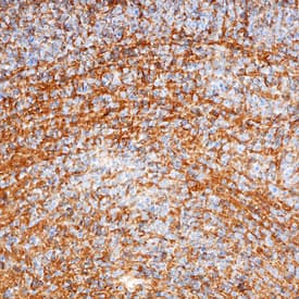 Semaphorin 4A antibody in Mouse Embryo by Immunohistochemistry (IHC-Fr).