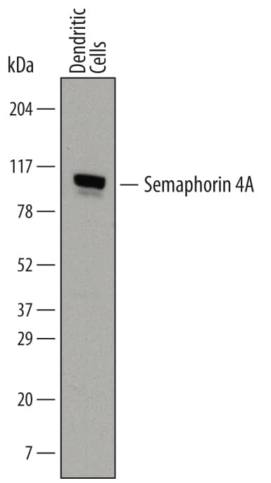 Detection of Human Semaphorin 4A antibody by Western Blot.