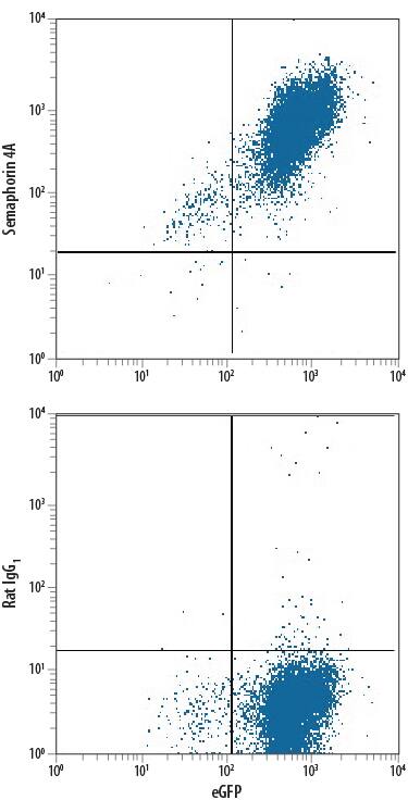 Detection of Semaphorin 4A antibody in HEK293 Human Cell Line Transfected with Mouse Semaphorin 4A and eGFP antibody by Flow Cytometry.