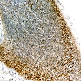 Semaphorin 4C antibody in Mouse Embryo by Immunohistochemistry (IHC-Fr).