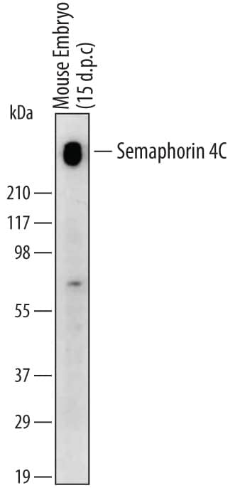 Detection of Mouse Semaphorin 4C antibody by Western Blot (Non-Reducing).