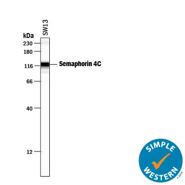 Detection of Human Semaphorin 4C antibody by Simple WesternTM.