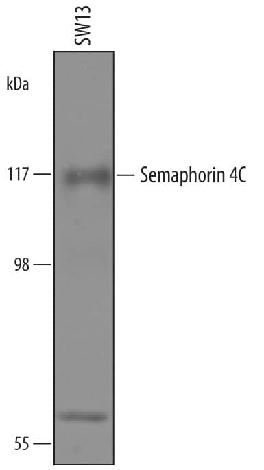 Detection of Human Semaphorin 4C antibody by Western Blot.