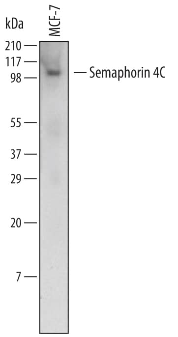 Detection of Human Semaphorin 4C antibody by Western Blot.