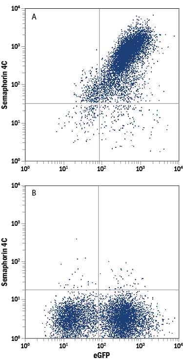 Detection of Semaphorin 4C antibody in HEK293 Human Cell Line Transfected with Mouse Semaphorin 4C and eGFP antibody by Flow Cytometry.