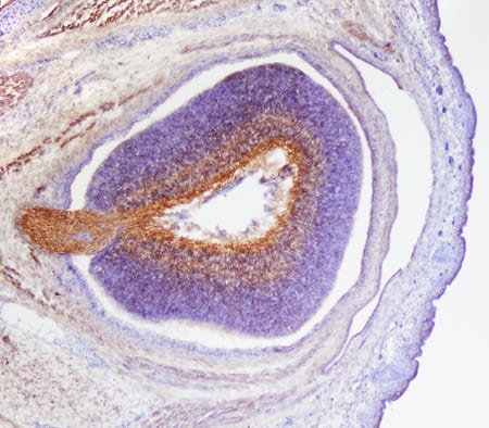 Semaphorin 4D/CD100 antibody in Mouse Embryo Tissue by Immunohistochemistry (IHC-Fr).