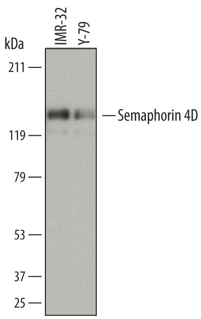 Detection of Human Semaphorin 4D/CD100 antibody by Western Blot.