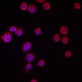 Semaphorin 4D/CD100 antibody in Jurkat Human Cell Line by Immunocytochemistry (ICC).