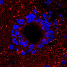 Semaphorin 4F antibody in Mouse Spinal Cord by Immunohistochemistry (IHC-Fr).