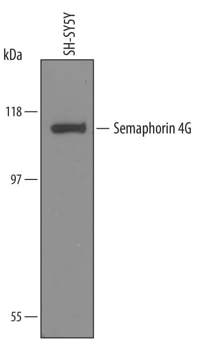 Detection of Human Semaphorin 4G antibody by Western Blot.