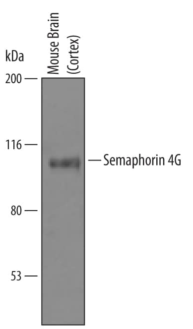 Detection of Mouse Semaphorin 4G antibody by Western Blot.