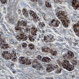 Semaphorin 5A antibody in Human Pancreas by Immunohistochemistry (IHC-P).