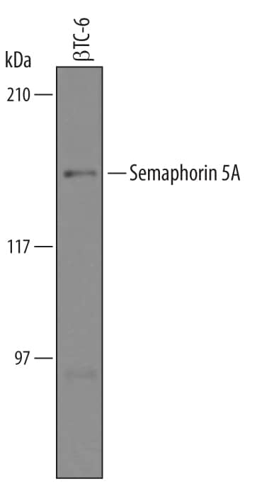 Detection of Mouse Semaphorin 5A antibody by Western Blot.