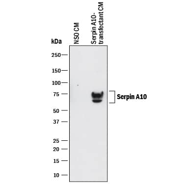 Detection of Human Serpin A10/ZPI antibody by Western Blot.