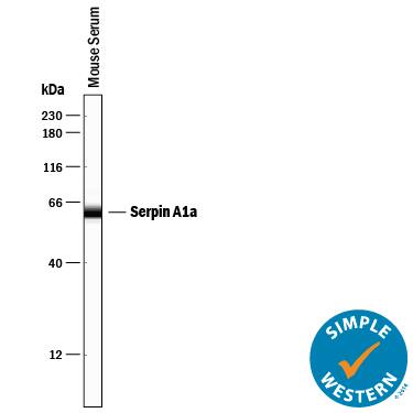 Detection of Mouse Serpin A1a antibody by Simple WesternTM.