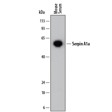 Detection of Mouse SerpinA1a antibody by Western Blot.