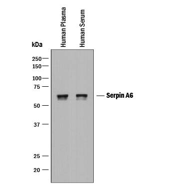 Detection of Human Serpin A6 antibody by Western Blot.