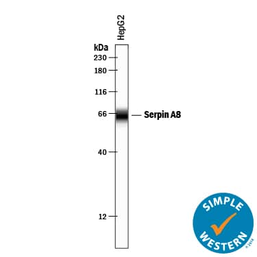 Detection of Human Serpin A8/Angiotensinogen antibody by Simple WesternTM.