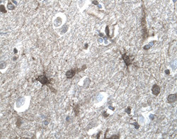 Serpin A8/Angiotensinogen antibody in Human Brain by Immunohistochemistry (IHC-P).