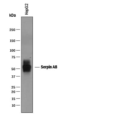 Detection of Human Serpin A8/Angiotensinogen antibody by Western Blot.