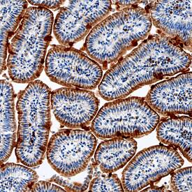 Serpin A8/Angiotensinogen antibody in Mouse Intestine by Immunohistochemistry (IHC-Fr).