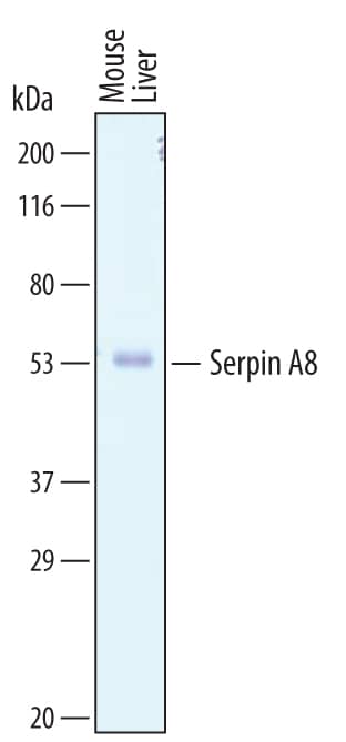 Detection of Mouse Serpin A8/Angiotensinogen antibody by Western Blot.