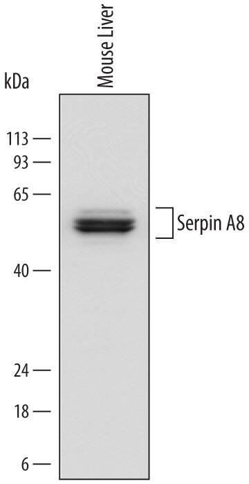 Detection of Mouse Serpin A8/Angiotensinogen antibody by Western Blot.