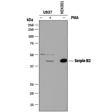 Detection of Human Serpin B2 antibody by Western Blot.