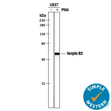 Detection of Human Serpin B2 antibody by Simple WesternTM.
