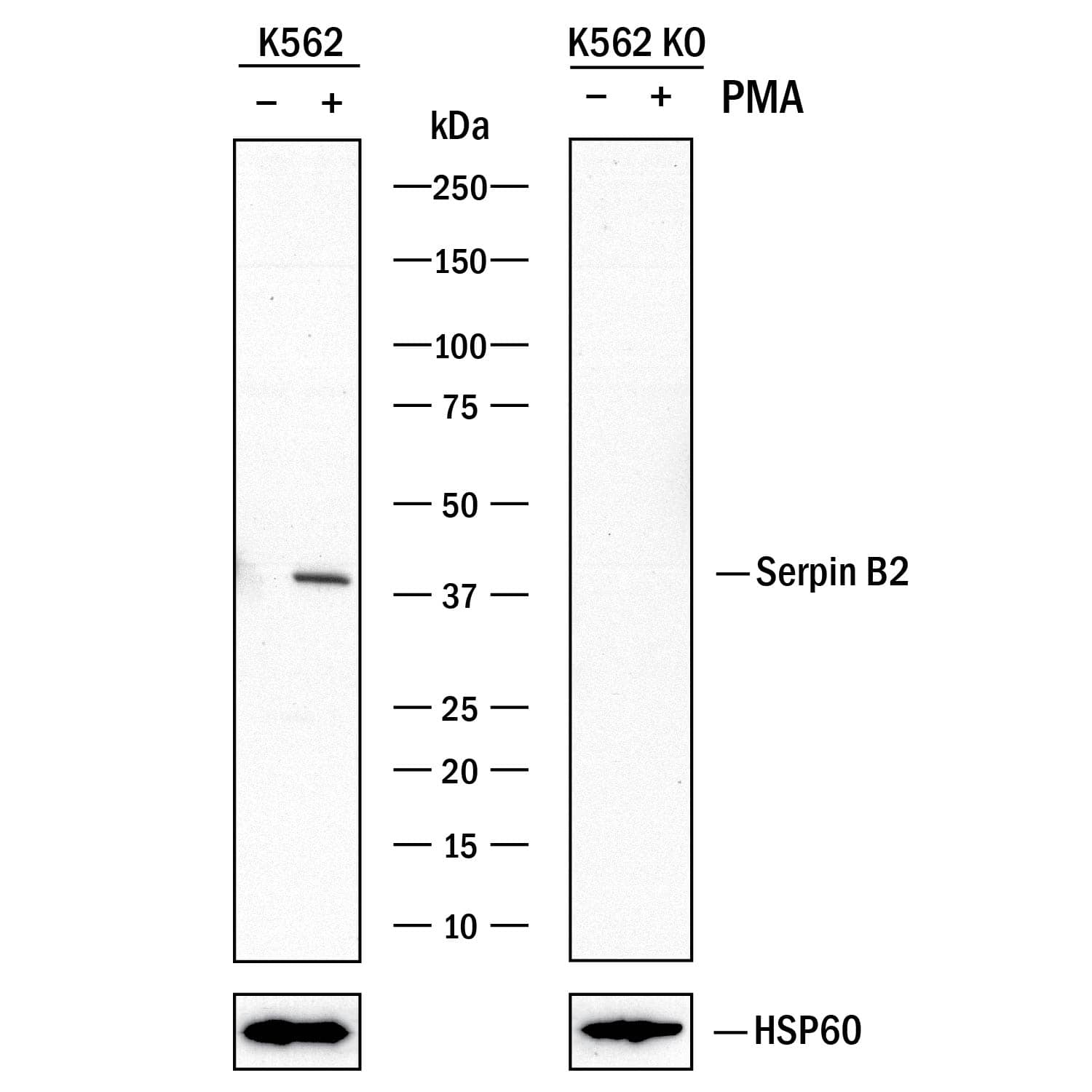 Western Blot Show Human Serpin B2 Antibody Specificity Using Knockout Cell Line.