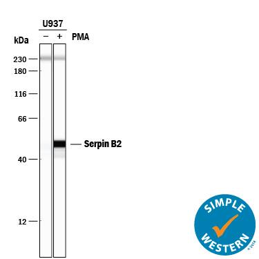 Detection of Human Serpin B2 antibody by Simple WesternTM.