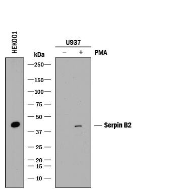 Detection of Human Serpin B2 antibody by Western Blot.