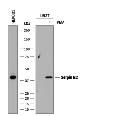 Detection of Human Serpin B2 antibody by Western Blot.